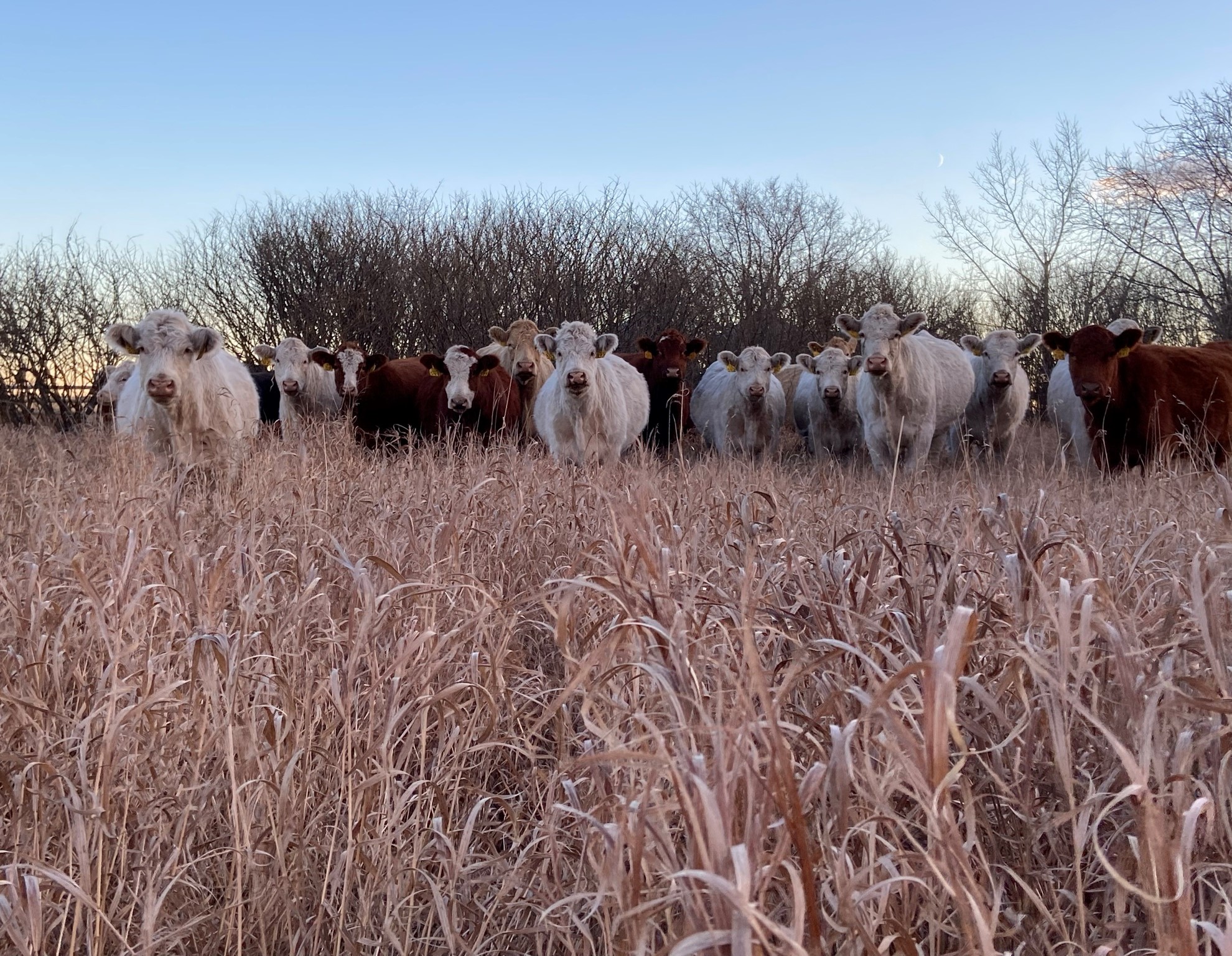 Mixed cows standing in field